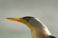 Ixobrychus minutus (Tarabusino)